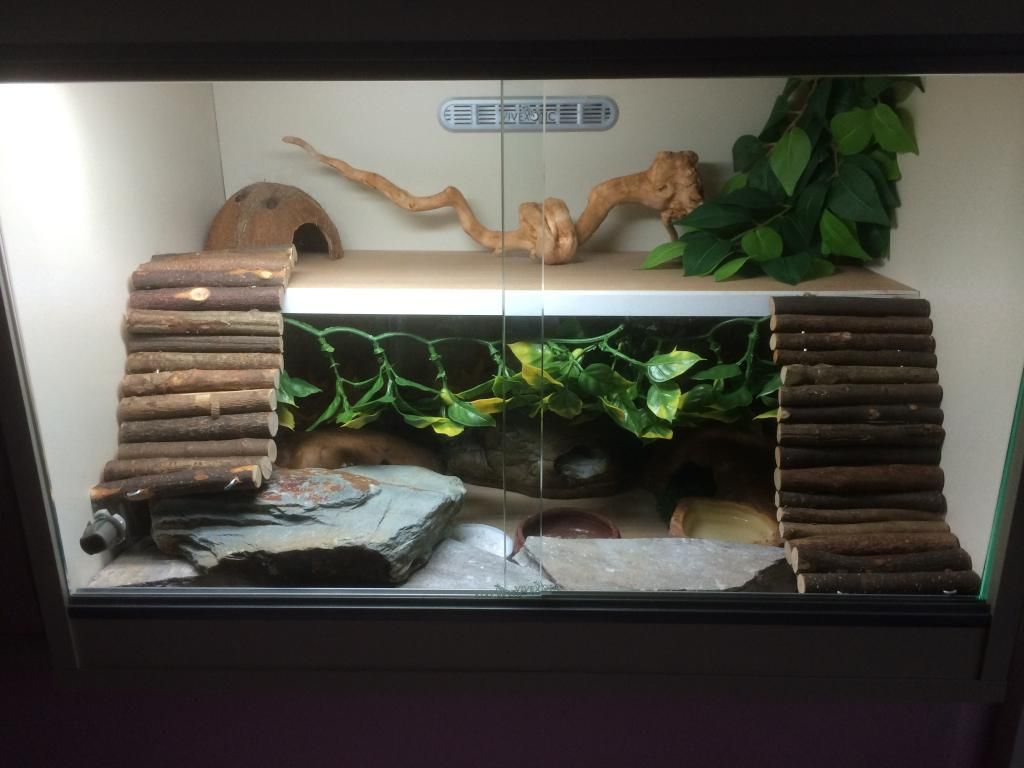 Leopard gecko Enrichment/Shelving and Platforms "HOW TO" thread